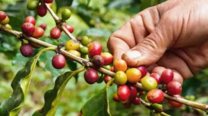 coffee history - deccanvoice.com
