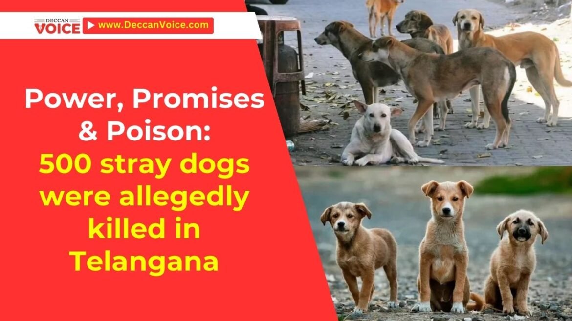 500 stray dogs were allegedly killed in Telangana